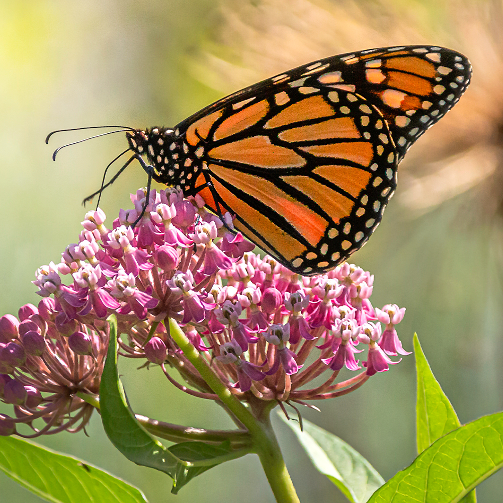 Monarch Butterfly Earrings in Monarch color