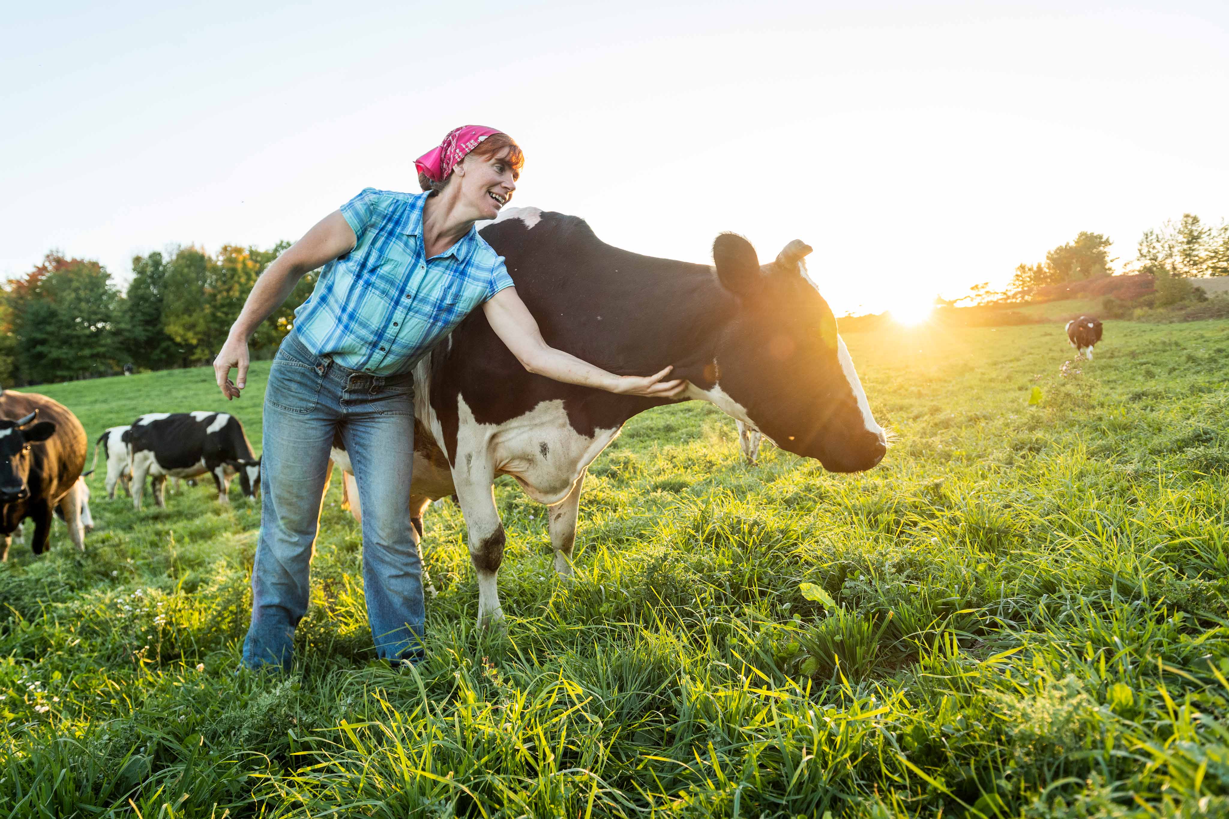 Woman petting a cow on a big grass field.